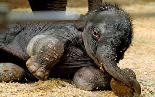 雪梨動物園迎接第一隻在園內出生的亞洲象 