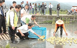 宜兰提倡自然农法  建立鱼筊鸭共生田