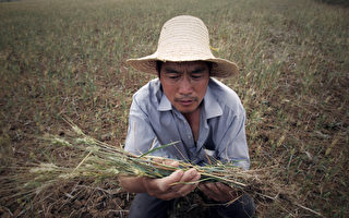 夏小強：湖北斷糧 敲響中國糧食危機警鐘