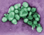 日裔科学家制出超级H1N1病毒 外界忧外泄
