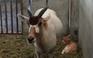 雌性弓角羚羊 睽違12年出生
