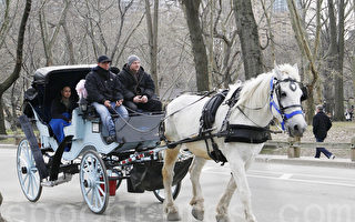 紐約或禁馬車觀光 市議會爭議聲起