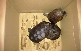 杂交龟伪装海龟新品种
