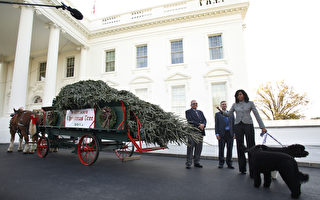 圣诞季节到了! 米歇尔迎接白宫圣诞树