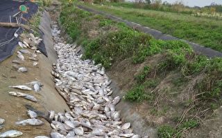 豪雨袭台 农损达6.5亿 渔产占一半