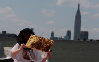 世界最高蜂巢 在曼哈顿76层楼顶