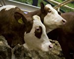 花斑牛有助减排  德国巴伐利亚大力推广