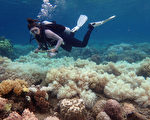大堡礁连两年白化 完全没机会复育