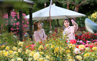 組圖：首爾大公園 玫瑰花浪漫盛開