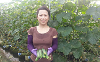 台雙碩士才女轉行 花盆種小黃瓜產量增2倍