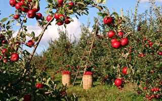 日本農夫花11年種出的蘋果 只要一口全身細胞都感動