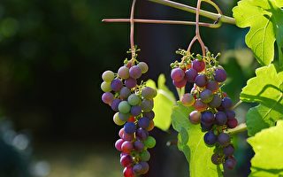 培养实用人才 维州中学设葡萄种植课