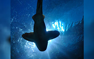 鯊魚利用地球磁場導航