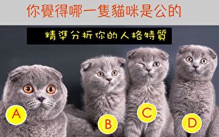 哪只猫咪是公的？测测你的人格特质