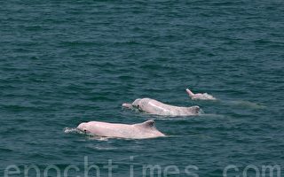 台湾白海豚 美海洋暨大气总署列入濒危物种