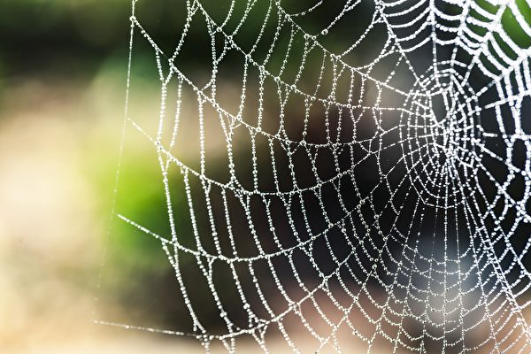 蜘蛛吐的丝很纤细，结成的蜘蛛网，若不仔细看，很难看到它的存在。（pixabay）