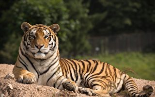 環境惡劣 安徽野生動物園20隻東北虎死亡