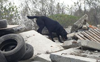 搜救犬國際評測 蓄積重大災害搜救能量