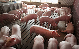 猪瘟重创养猪业 中国被迫大量购买美国猪肉