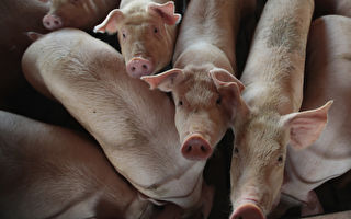 台湾预计6月中脱离口蹄疫区 生鲜猪肉恢复出口