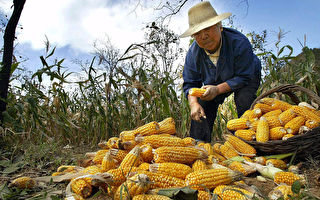 中国玉米价格暴涨 供需缺口达2570万吨