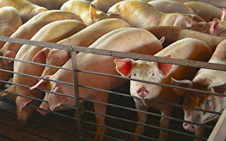 美猪出口量飙升 农业部拟了解中方购买数据