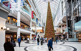 加拿大最高圣诞树11月将在多伦多点亮