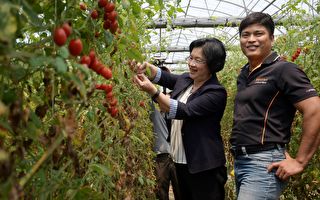 捨科技廠長務農 柯景發栽培無毒番茄成典範