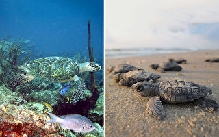 巴西海摊净空 97只稀有小海龟成功孵化振奋人心