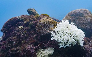 台湾珊瑚白化难复原 环团吁成立海洋保护区