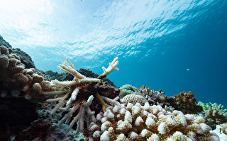 2020全台珊瑚白化 調查估約3成死亡