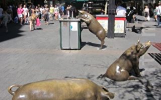 阿德萊德標誌雕塑 蘭道購物街四銅豬遭塗鴉