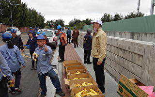 疼惜在地农民 六轻认购一万公斤香蕉赠员工