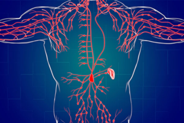 淋巴管上的淋巴結，能阻擋細菌病毒，甚至是癌細胞。(Shutterstock)