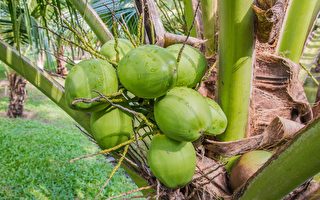 考量學生困境 印尼學院允許以椰子付學費