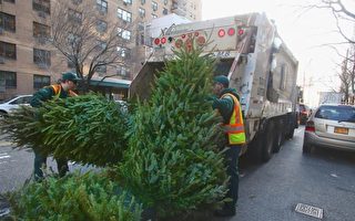 12/26至1/9   纽约市67个地点回收圣诞树