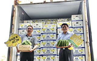 屏东香蕉攻日本市场 估年销100公吨
