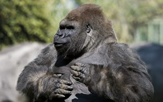 大猩猩为何左右捶胸？科学家新发现揭谜底