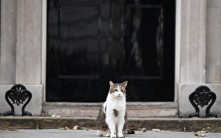 首相将下台 英国“首席捕鼠官”恐丢饭碗