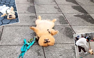 为引人关注 小博美犬在纽约繁华街头“装死”