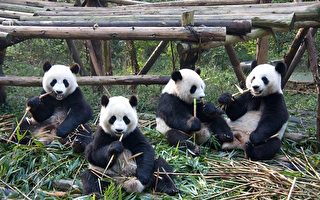 美動物園或清空熊貓 中共熊貓外交劃上句號