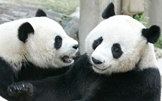 两国关系前路坎坷？ 中美50年熊猫外交或结束