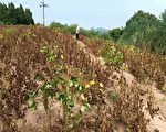 【一线采访】 川农：种政府发的种子颗粒无收