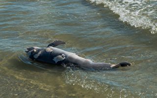 数千海豚海狮被冲上加州海岸死亡
