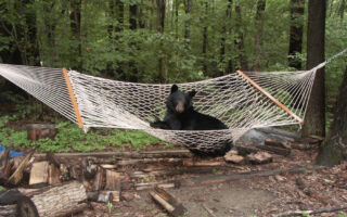 搞笑一幕 小熊爬上居民后院的吊床惬意休息