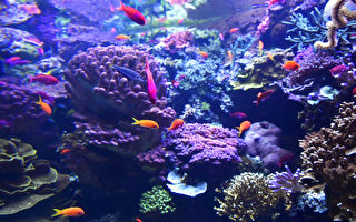 新发现：藻类通过降解细胞壁给珊瑚提供养分