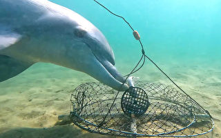 智胜渔民 西澳海豚持续从蟹笼中偷食鱼饵