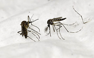 昆州蚊子泛滥 几周内数千人或染罗斯河病毒