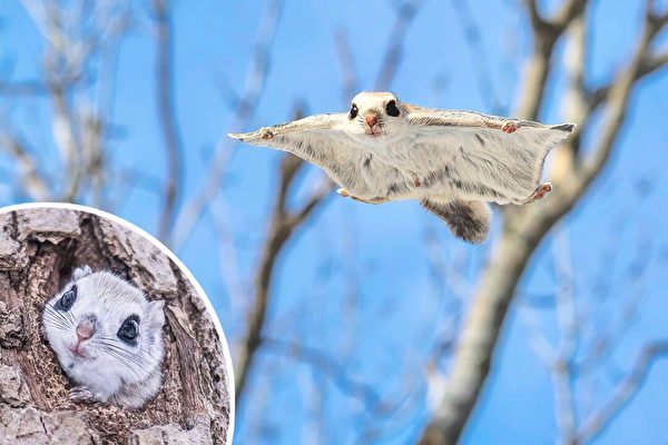 組圖：滑翔在樹林間的日本飛鼠 萌度爆表
